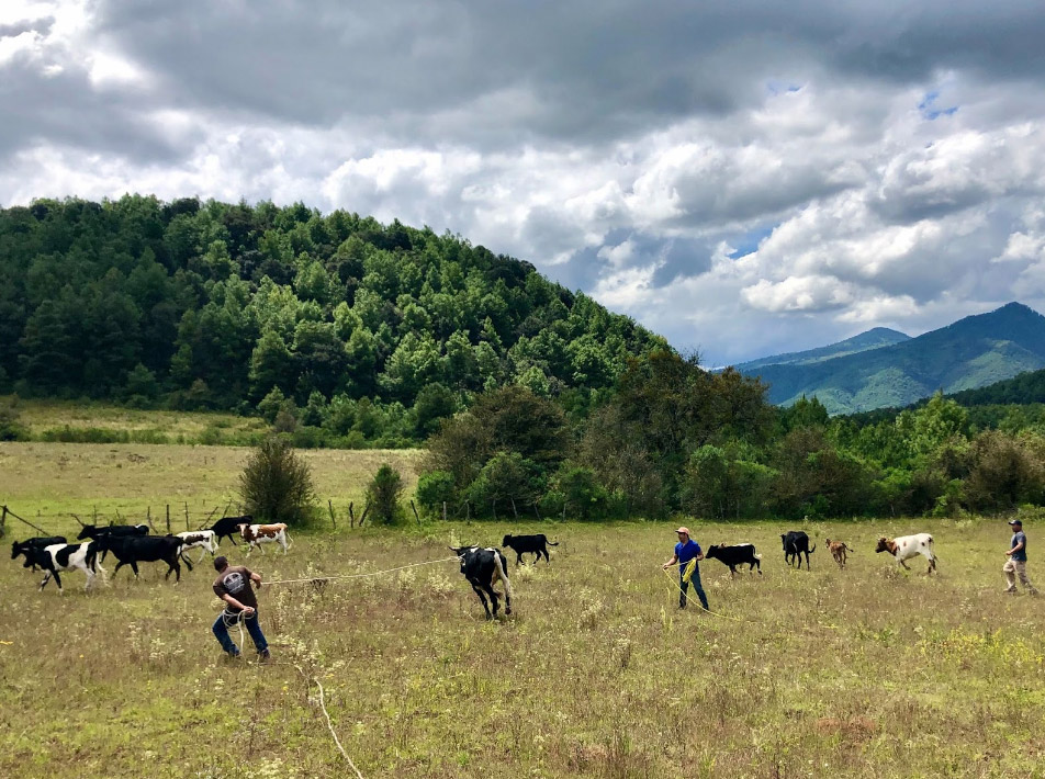 In a field with trees and green mountains in the background, and clouds in the sky, three people who are spaced out, are leading cattle left.